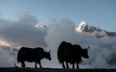 What Is the Shortest Mardi Himal Trek? (Complete Guide)
