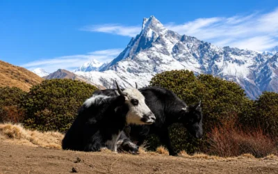 Mardi Himal Trek – Major Attractions and Highlights